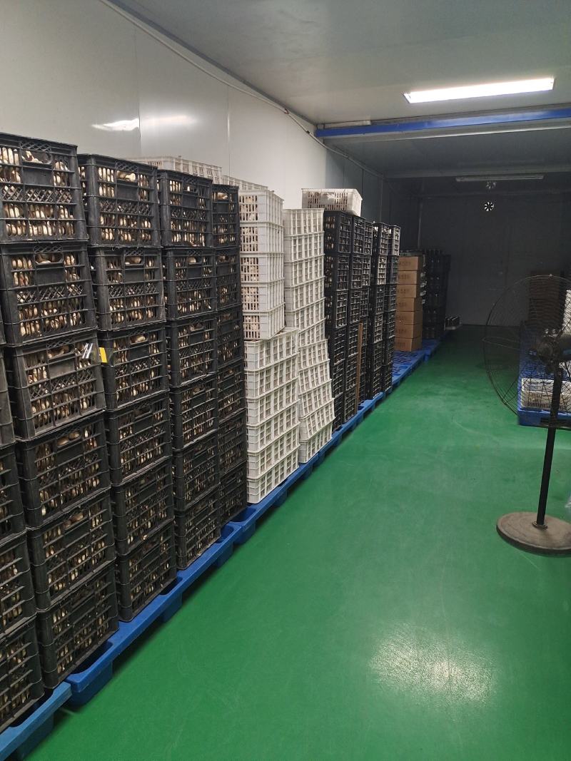 山东黑蒜批发发酵黑蒜金乡厂家直供支持代发质量保证