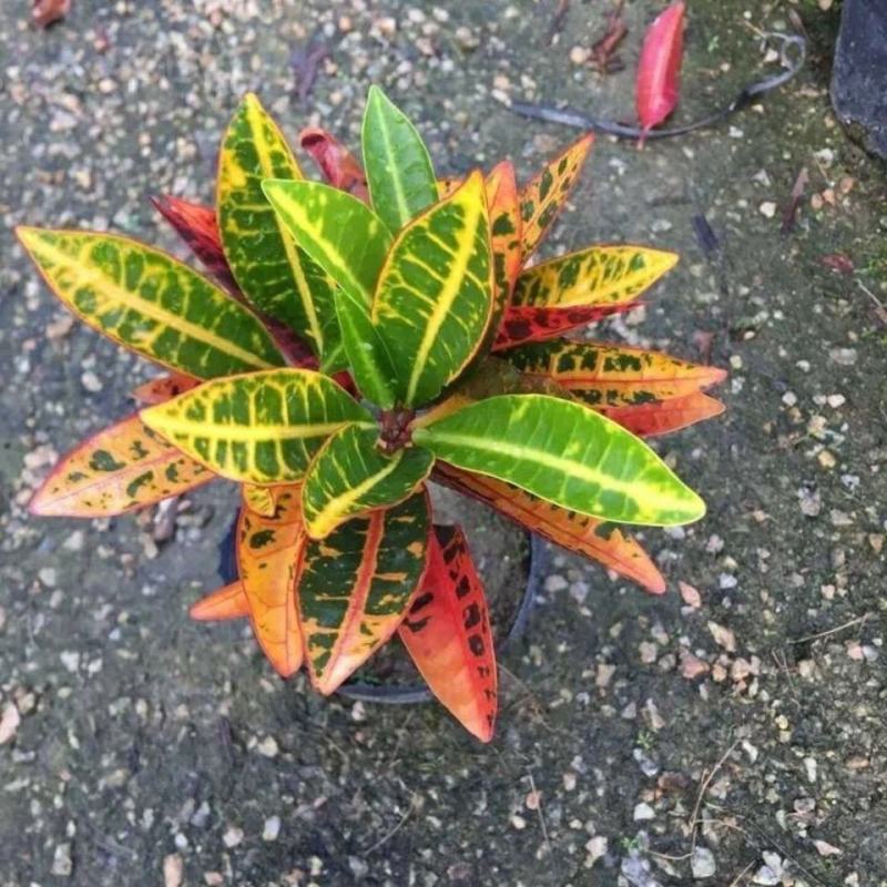 变色木盆栽七彩变叶木苗老桩网红庭院花园阳台多年生观叶大型