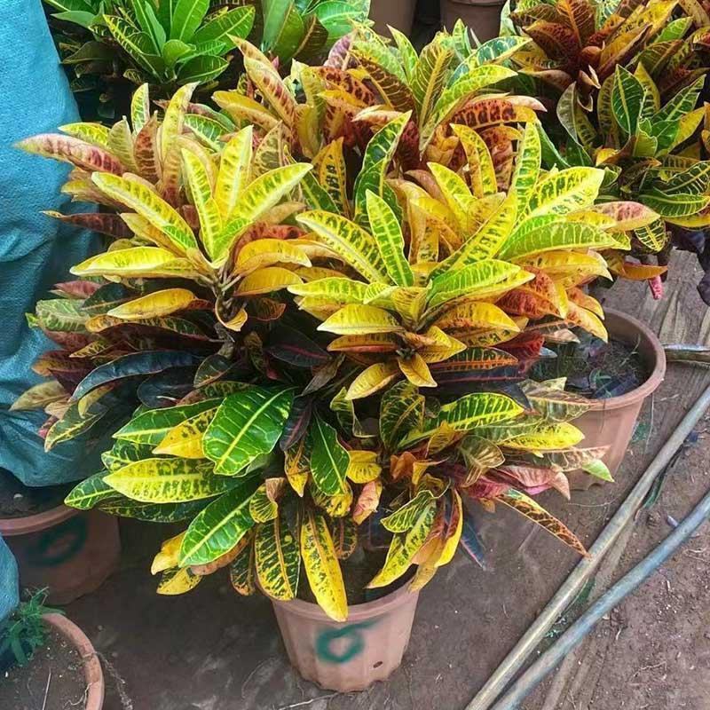 变色木盆栽七彩变叶木苗老桩网红庭院花园阳台多年生观叶大型