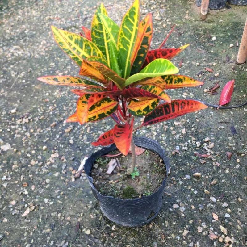 变色木盆栽七彩变叶木苗老桩网红庭院花园阳台多年生观叶大型