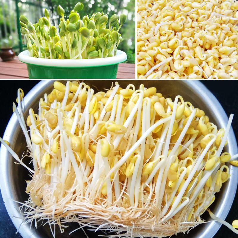 生豆芽机家用小型发豆芽罐神器种植桶芽苗菜育苗盘麦饭石全自