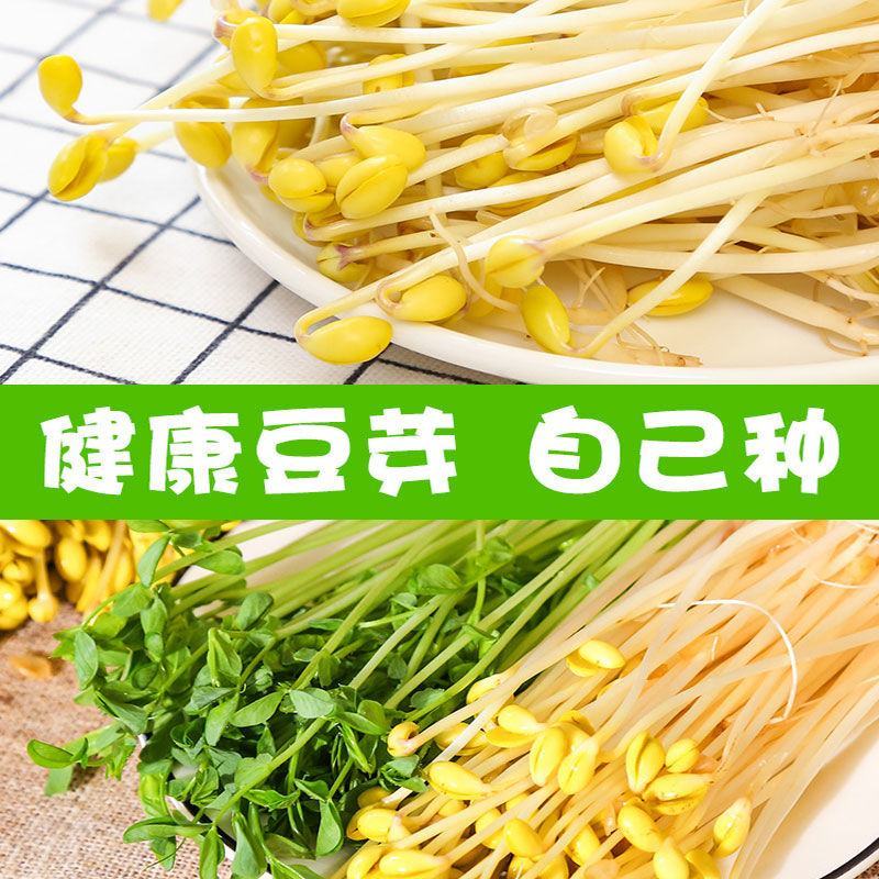 生豆芽机家用小型发豆芽罐神器种植桶芽苗菜育苗盘麦饭石全自
