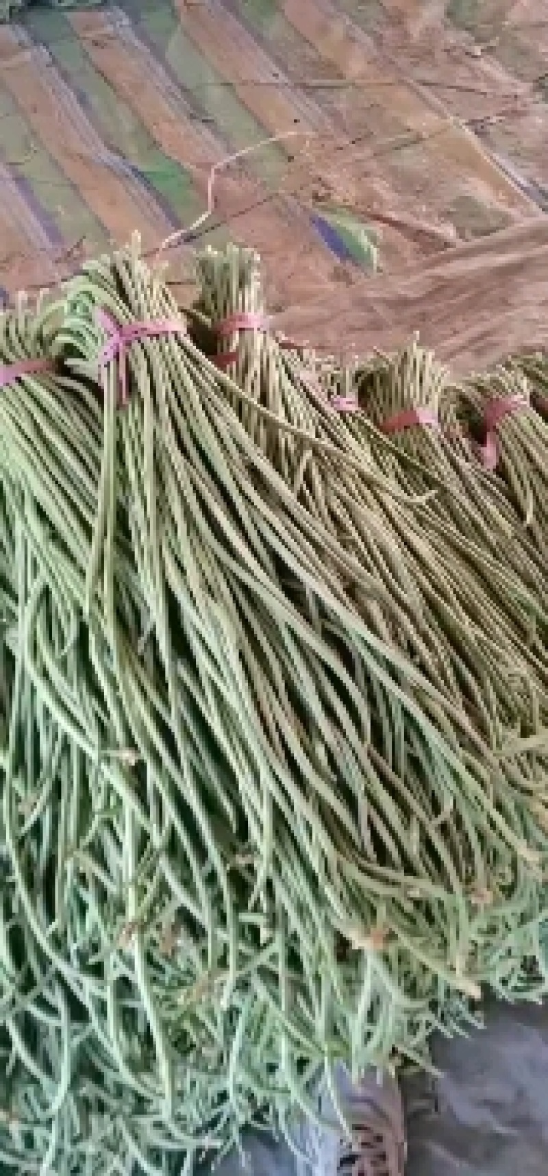 精品长豆角，现大量上市。货源充足。欢迎各位老板前来选购
