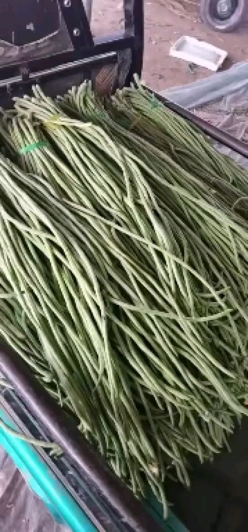 精品长豆角，现大量上市。货源充足。欢迎各位老板前来选购