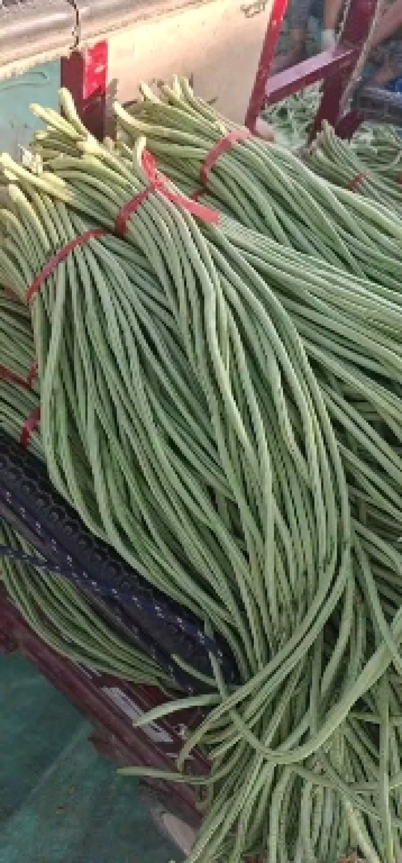 精品长豆角，现大量上市。货源充足。欢迎各位老板前来选购