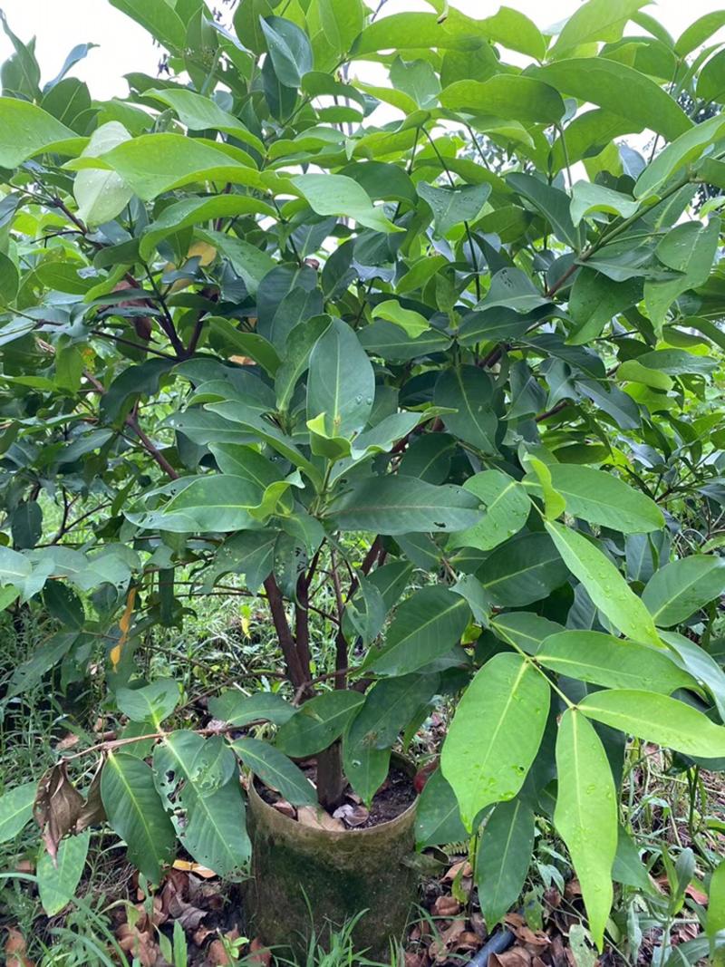 莲雾苗，黑糖芭比莲雾，大叶红莲雾种苗