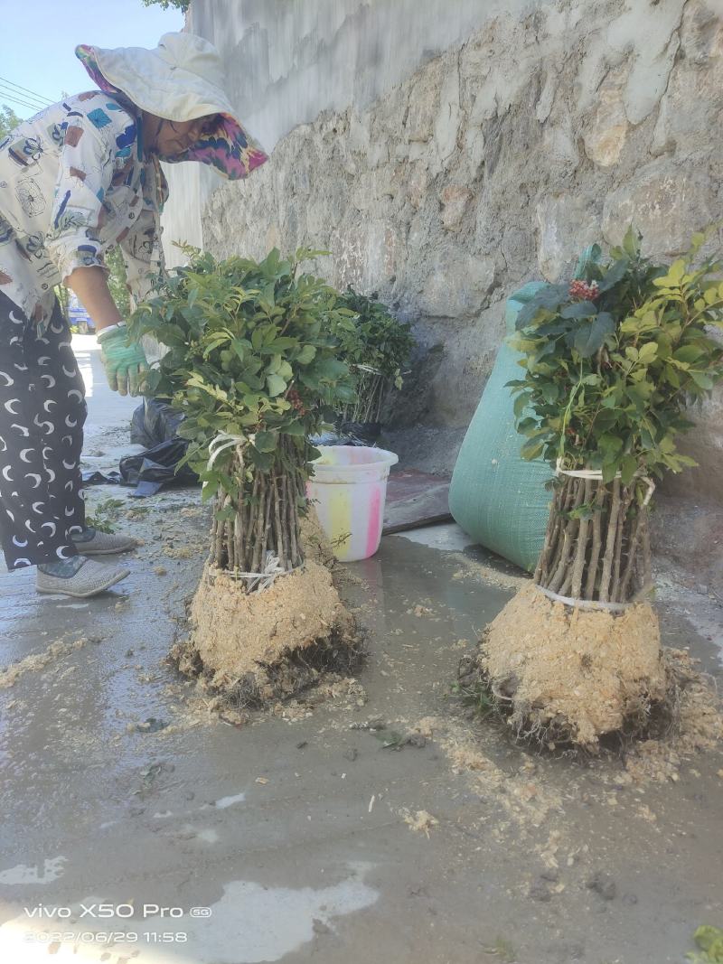 陇南大红袍嫁接无刺花椒苗两年苗接穗10公分以上