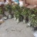 陇南大红袍嫁接无刺花椒苗两年苗接穗10公分以上