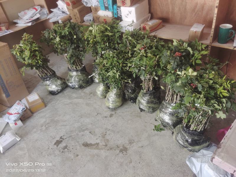 陇南大红袍嫁接无刺花椒苗两年苗接穗10公分以上