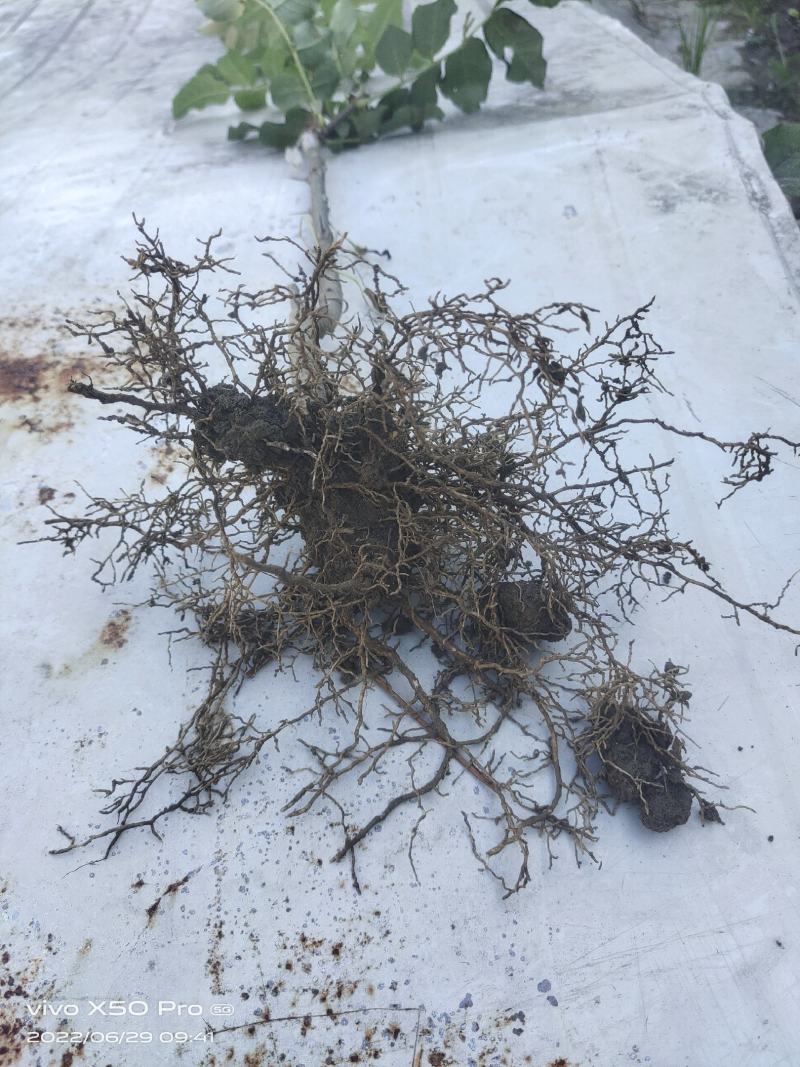 陇南大红袍嫁接无刺花椒苗两年苗接穗10公分以上