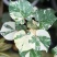 花叶黄槿木本植物网红盆栽叶子奇美庭院阳台花卉绿植