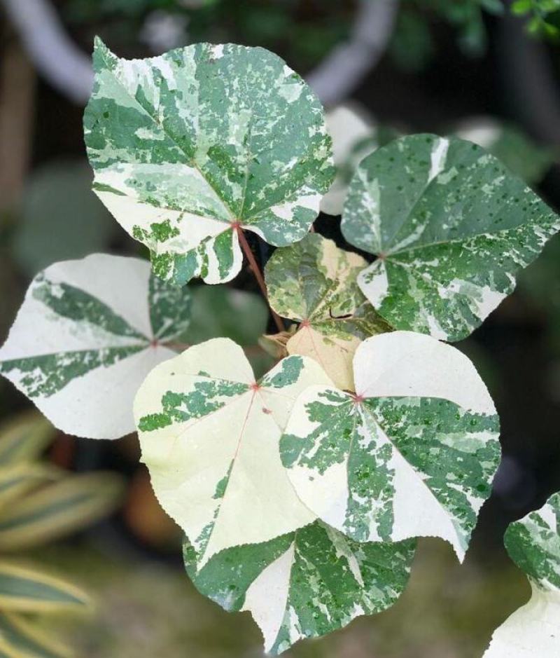 花叶黄槿木本植物网红盆栽叶子奇美庭院阳台花卉绿植