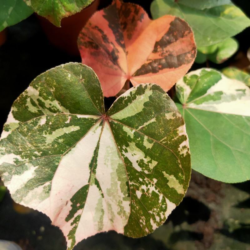 花叶黄槿木本植物网红盆栽叶子奇美庭院阳台花卉绿植