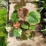 花叶黄槿木本植物网红盆栽叶子奇美庭院阳台花卉绿植