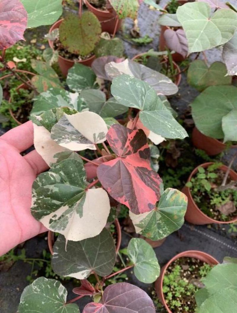 花叶黄槿木本植物网红盆栽叶子奇美庭院阳台花卉绿植