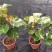 花叶黄槿木本植物网红盆栽叶子奇美庭院阳台花卉绿植