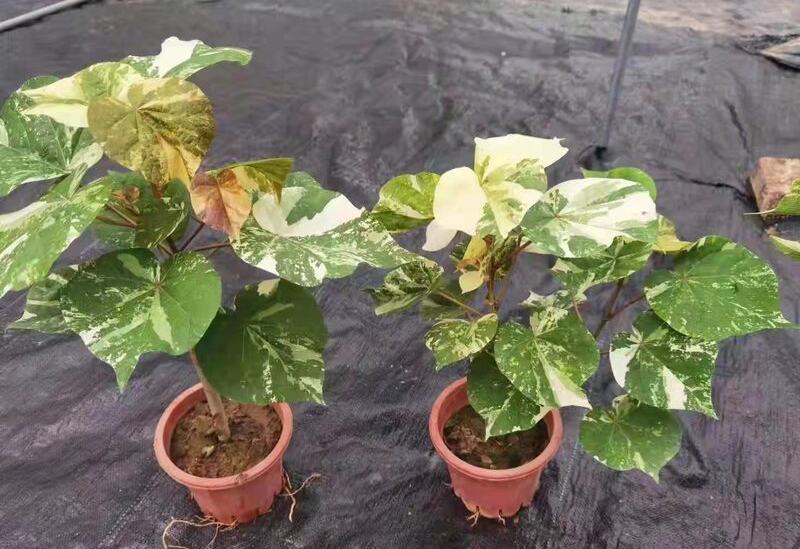 花叶黄槿木本植物网红盆栽叶子奇美庭院阳台花卉绿植