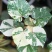 花叶黄槿木本植物网红盆栽叶子奇美庭院阳台花卉绿植