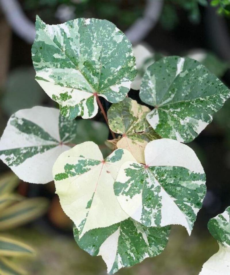 花叶黄槿木本植物网红盆栽叶子奇美庭院阳台花卉绿植