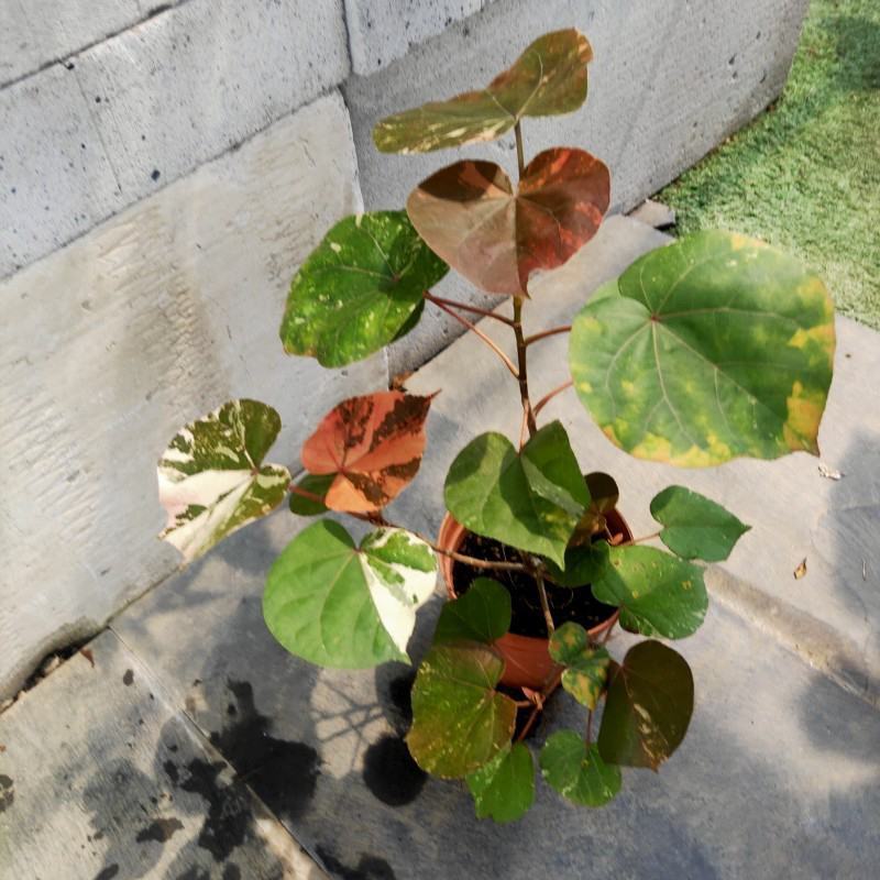 花叶黄槿木本植物网红盆栽叶子奇美庭院阳台花卉绿植