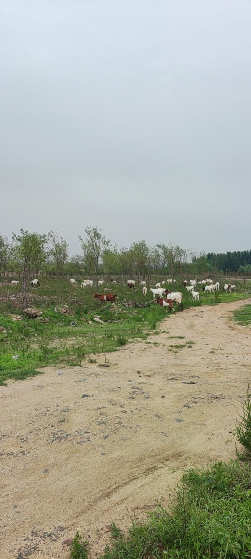 山羊（吃野草，喝山泉水，沙滩玩乐，生态环境很好）