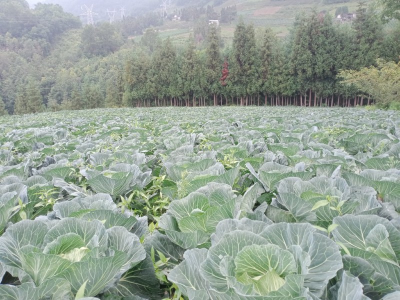 基地精品莲花白扁包菜，货源充足产地一手货源，质量保证