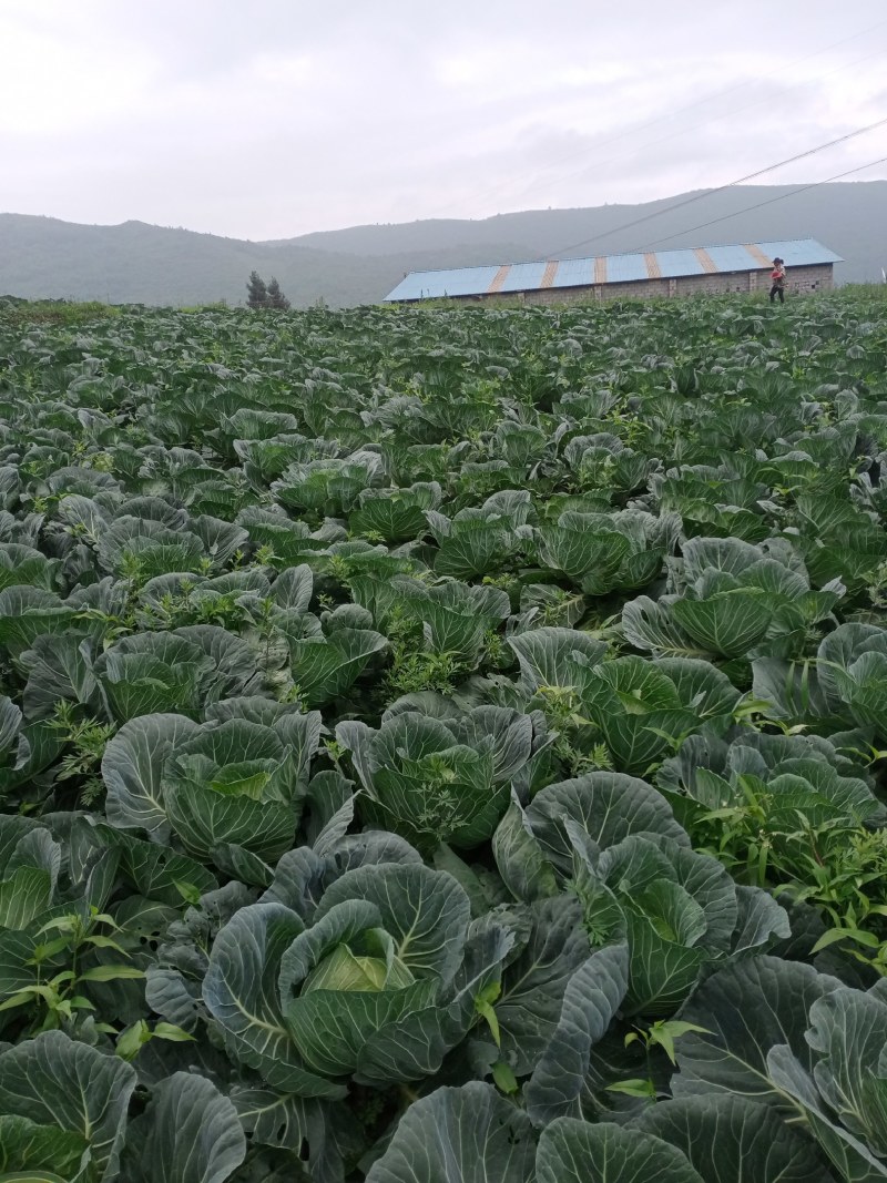 基地精品莲花白扁包菜，货源充足产地一手货源，质量保证