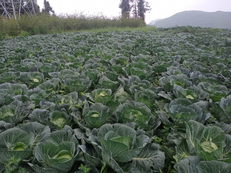 基地精品莲花白扁包菜，货源充足产地一手货源，质量保证