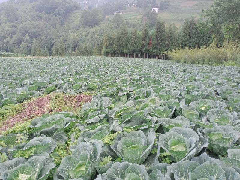 基地精品莲花白扁包菜，货源充足产地一手货源，质量保证