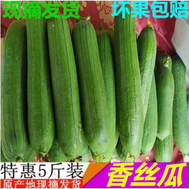 短丝瓜，油皮丝瓜，本地大量上市，质量有保证，欢迎电商咨询