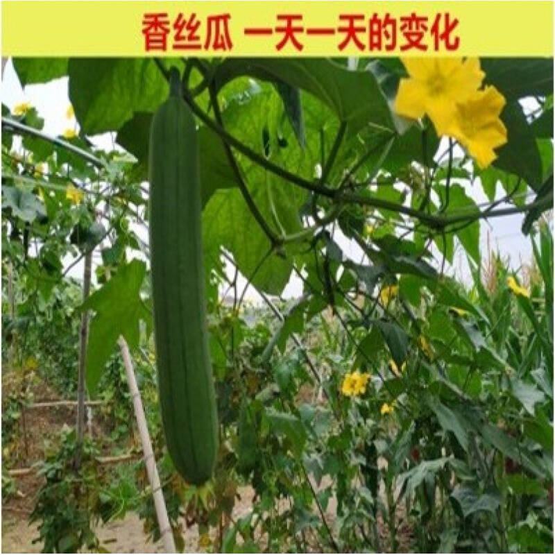 短丝瓜，油皮丝瓜，本地大量上市，质量有保证，欢迎电商咨询