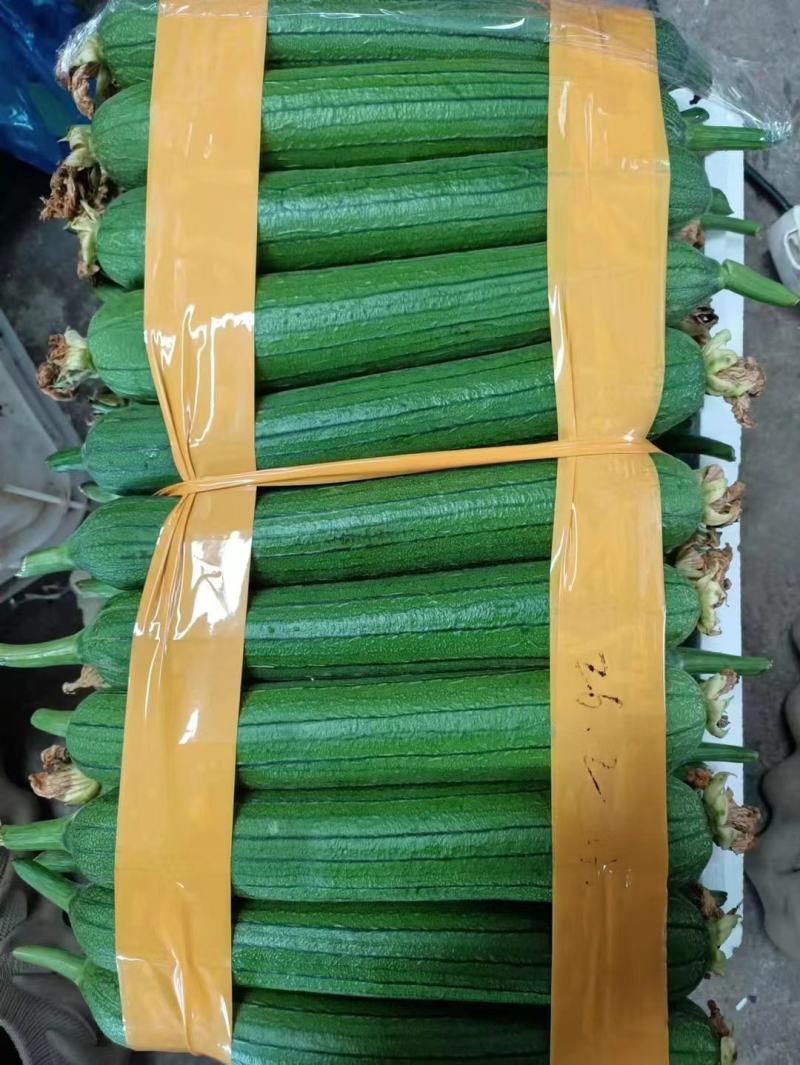 短丝瓜，油皮丝瓜，本地大量上市，质量有保证，欢迎电商咨询