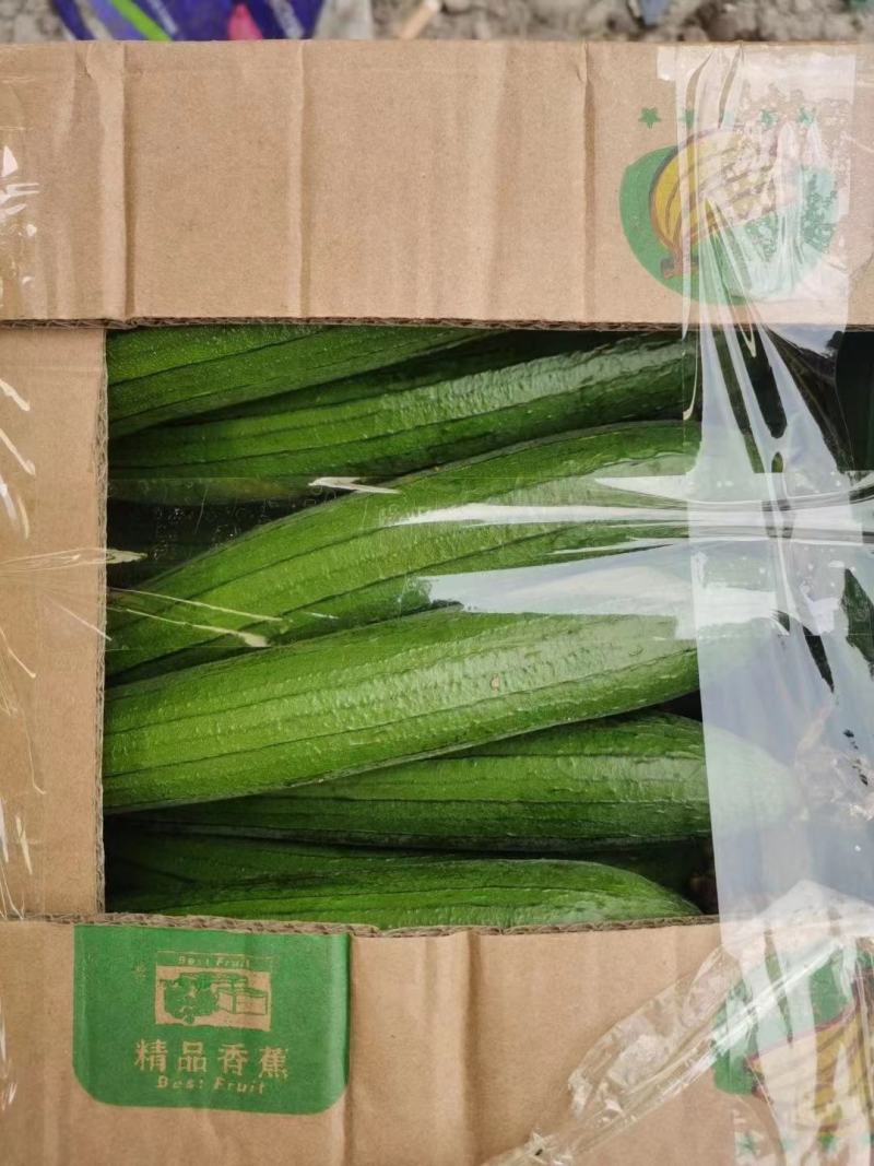 短丝瓜，油皮丝瓜，本地大量上市，质量有保证，欢迎电商咨询