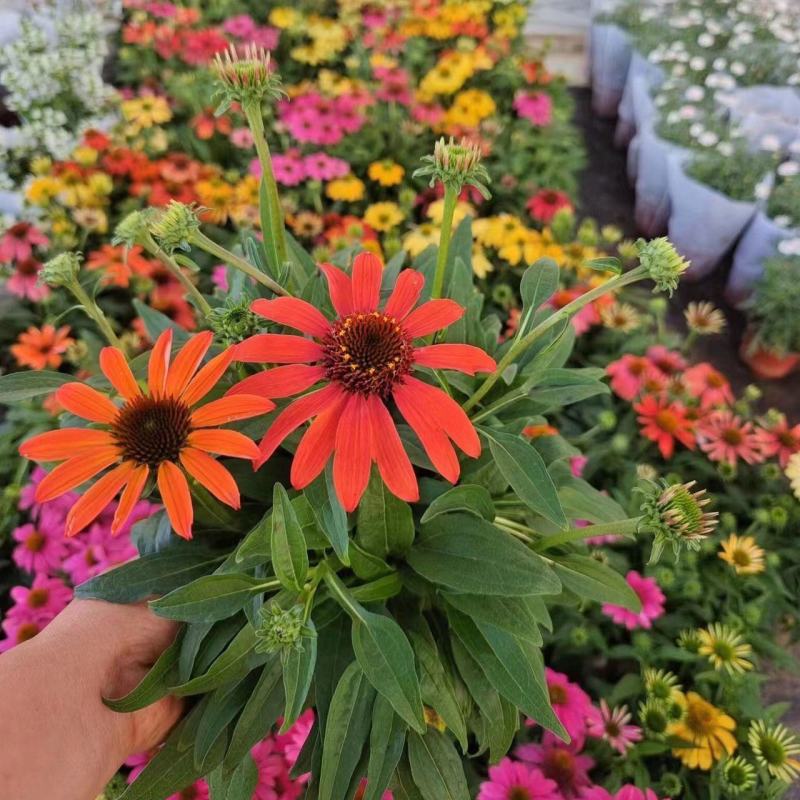 松果菊盆栽苗多年生宿根耐热耐寒庭院阳台花境造景植物吸甲醛