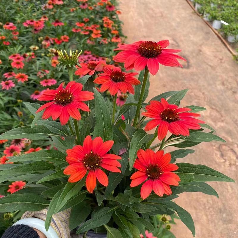 松果菊盆栽苗多年生宿根耐热耐寒庭院阳台花境造景植物吸甲醛