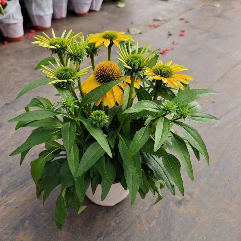 松果菊盆栽苗多年生宿根耐热耐寒庭院阳台花境造景植物吸甲醛