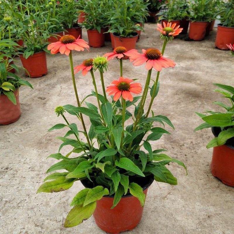 松果菊盆栽苗多年生宿根耐热耐寒庭院阳台花境造景植物吸甲醛