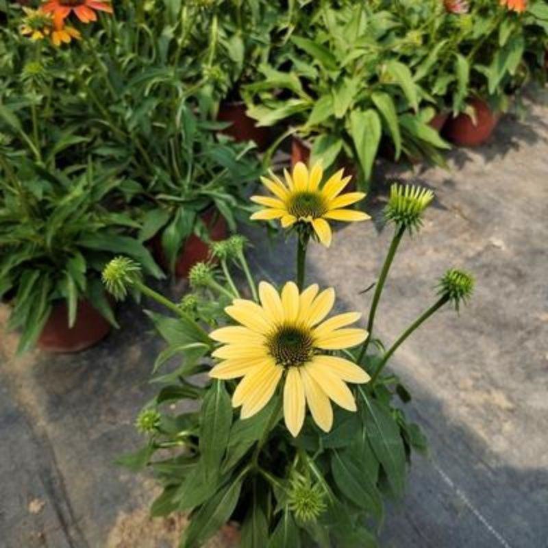 松果菊盆栽苗多年生宿根耐热耐寒庭院阳台花境造景植物吸甲醛