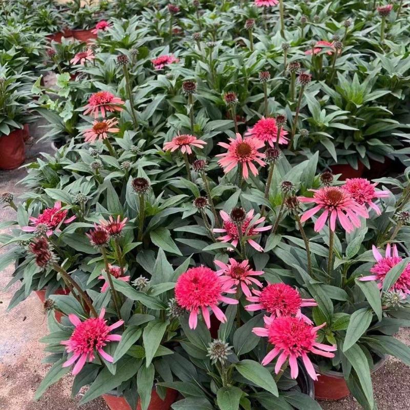 松果菊盆栽苗多年生宿根耐热耐寒庭院阳台花境造景植物吸甲醛