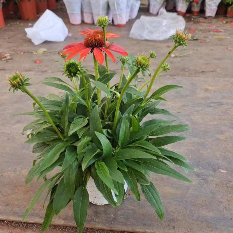 松果菊盆栽苗多年生宿根耐热耐寒庭院阳台花境造景植物吸甲醛