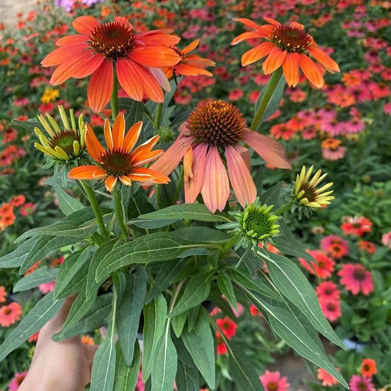 松果菊盆栽苗多年生宿根耐热耐寒庭院阳台花境造景植物吸甲醛
