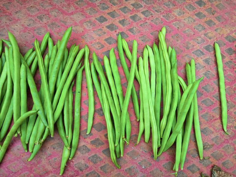 四季豆