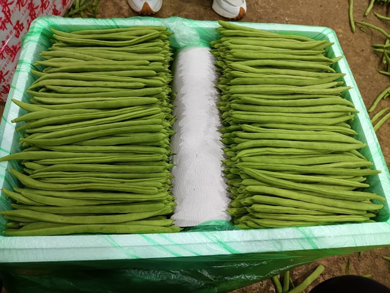 四季豆