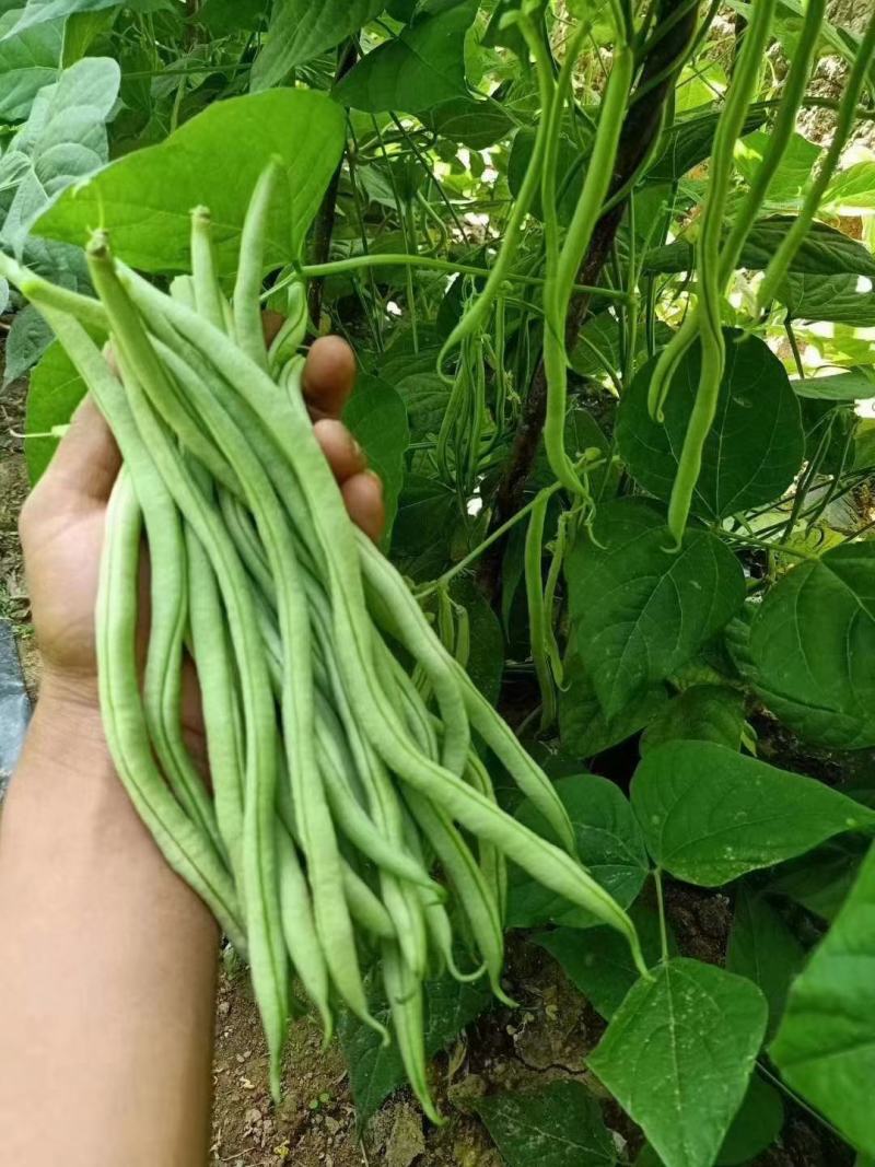 无筋豆
