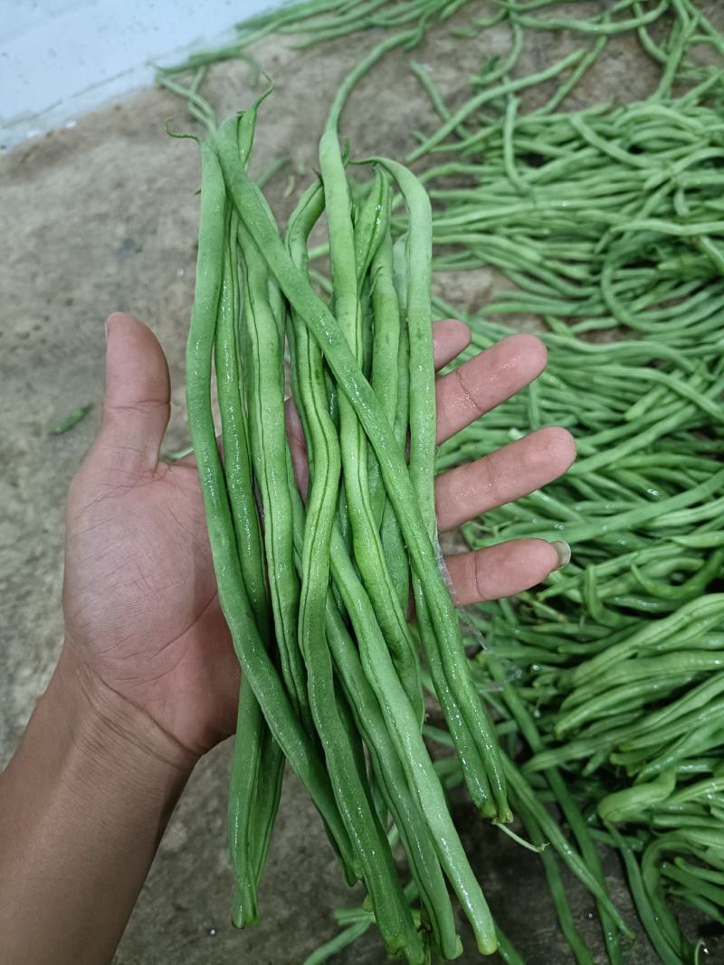 无筋豆