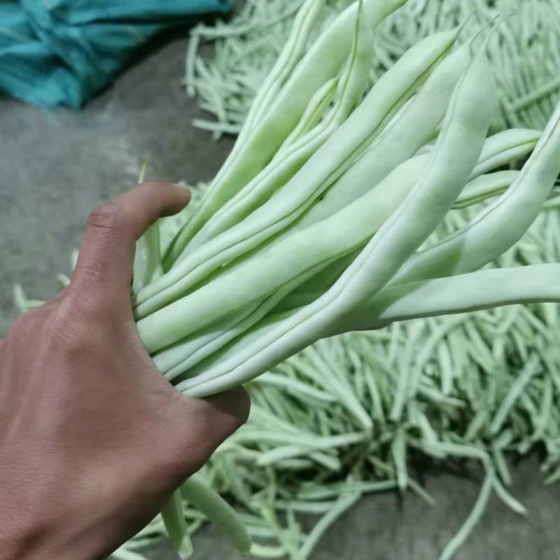 白豆