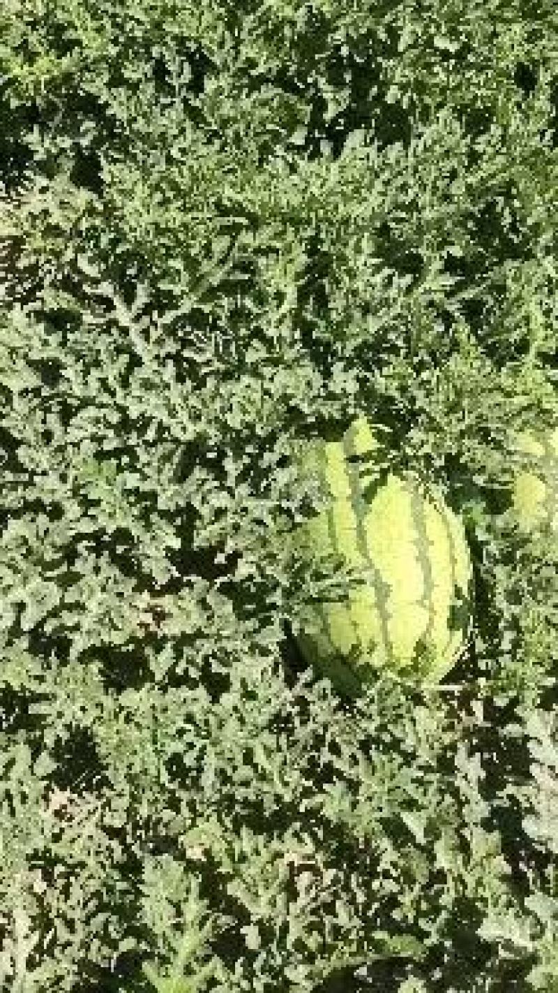 【推荐】精品金城5号西瓜，新疆西瓜昌吉产地，全国发货包熟
