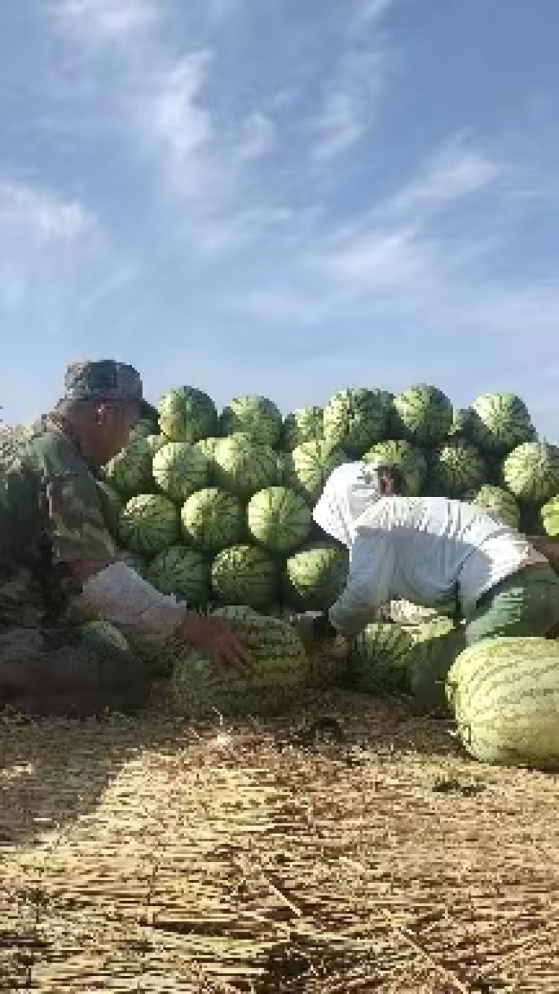 【推荐】精品金城5号西瓜，新疆西瓜昌吉产地，全国发货包熟
