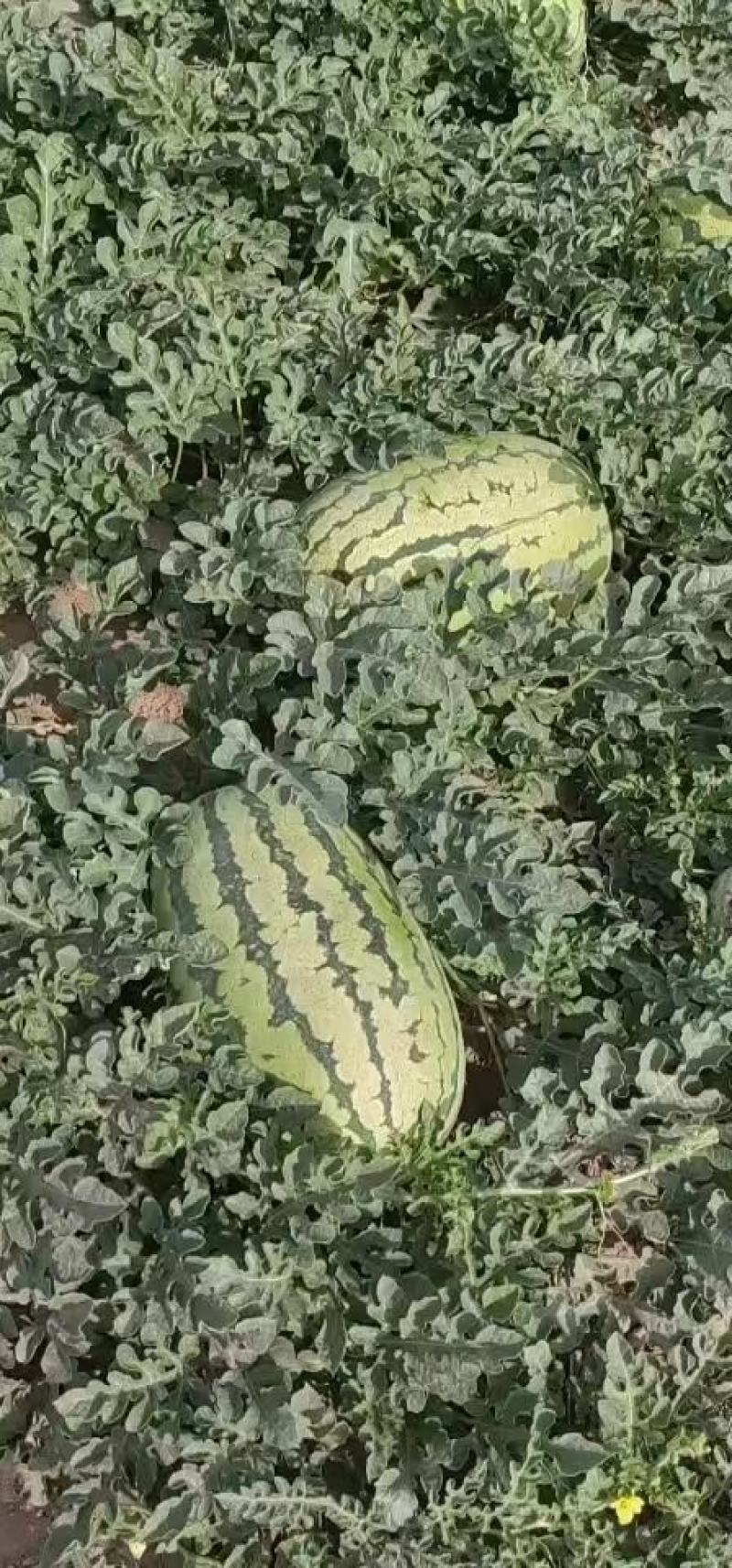 【推荐】精品金城5号西瓜，新疆西瓜昌吉产地，全国发货包熟