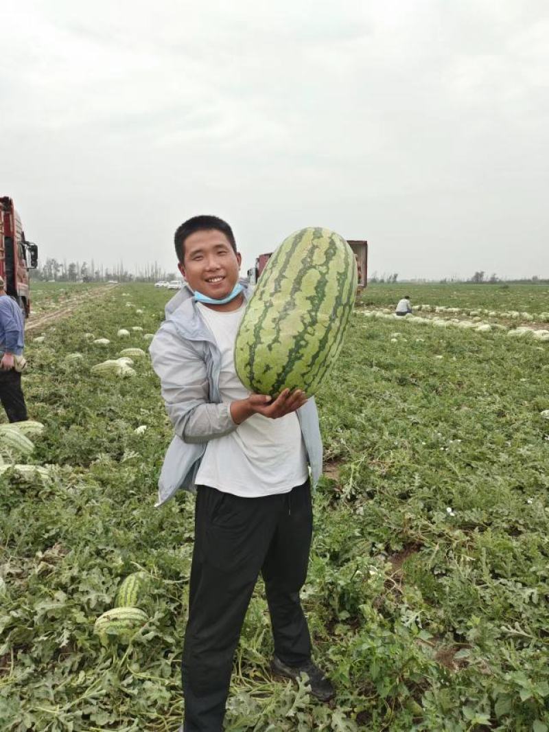 【推荐】精品金城5号西瓜，新疆西瓜昌吉产地，全国发货包熟